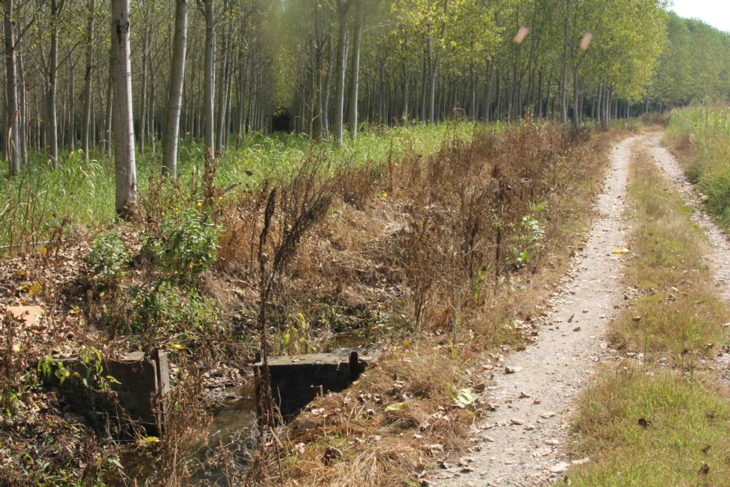 Lycaena dispar in deposizione